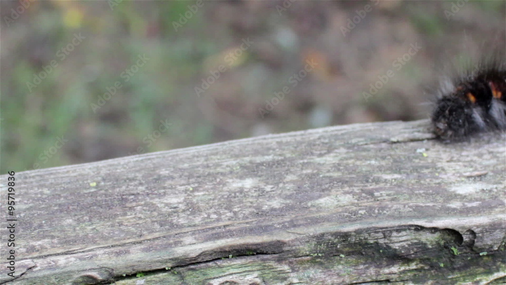 caterpillar crawling on wood/slowly crawling on old rotten old board furry caterpillar caterpillar crawling on wood/slowly crawling on old rotten old board furry caterpillar
