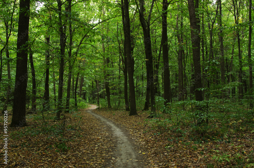 Fototapeta premium Trees