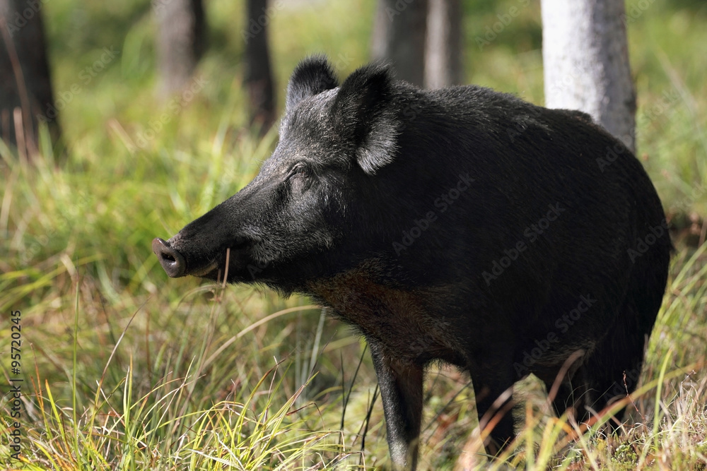 sanglier en nature