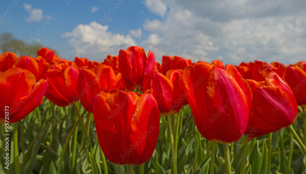Obraz premium Deteriorating weather over tulips in spring