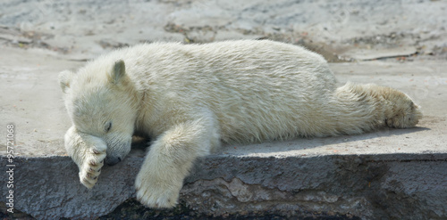 Canvas Print Sweet dreams of a polar bear cub