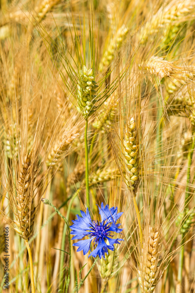 Obraz premium Korn-Ähren mit Kornblume
