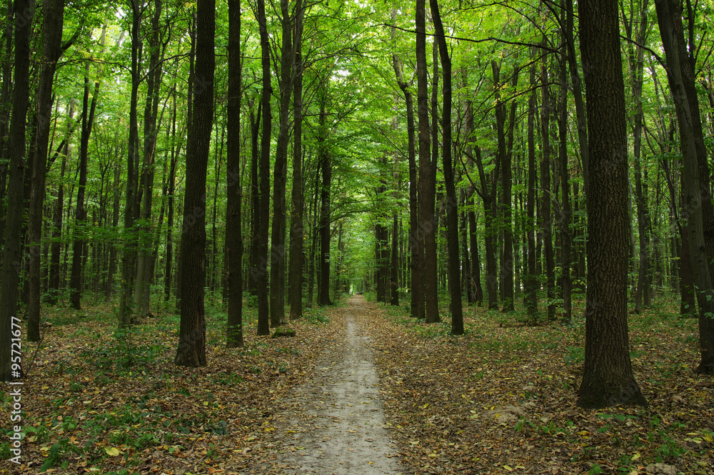 Obraz premium Trees