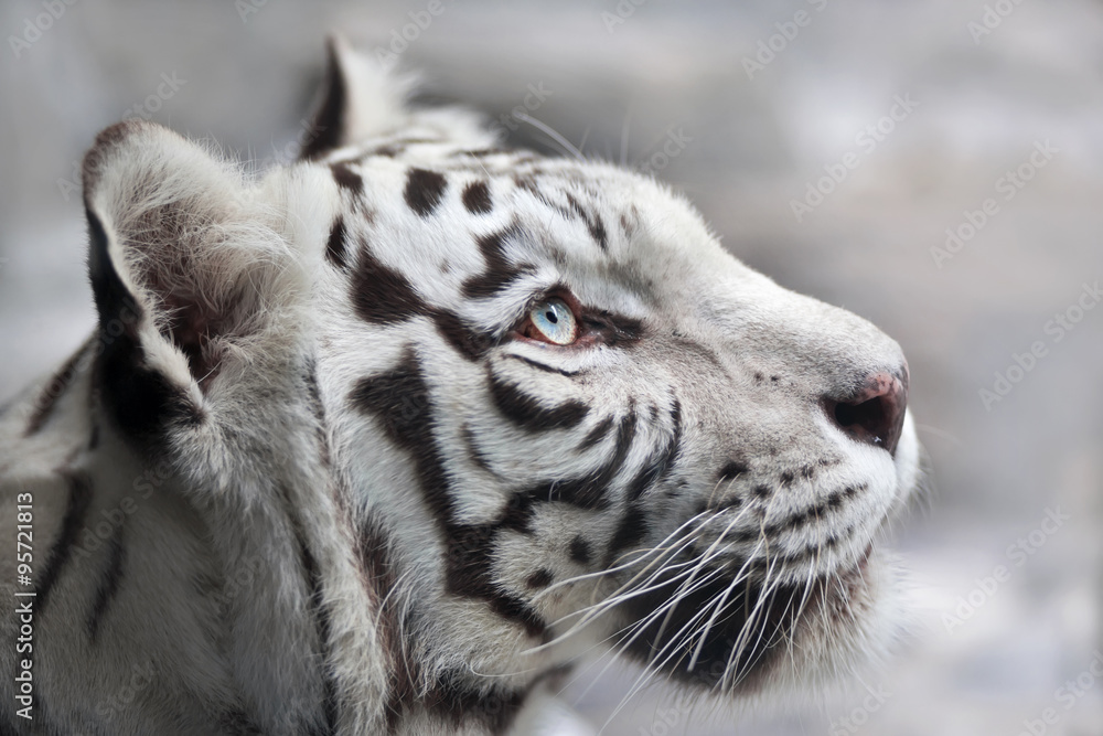 Close up portrait of a white bengal tiger. The most beautiful animal and  very dangerous beast of the world. This severe raptor is a pearl of the  wildlife. Animal face portrait. Stock
