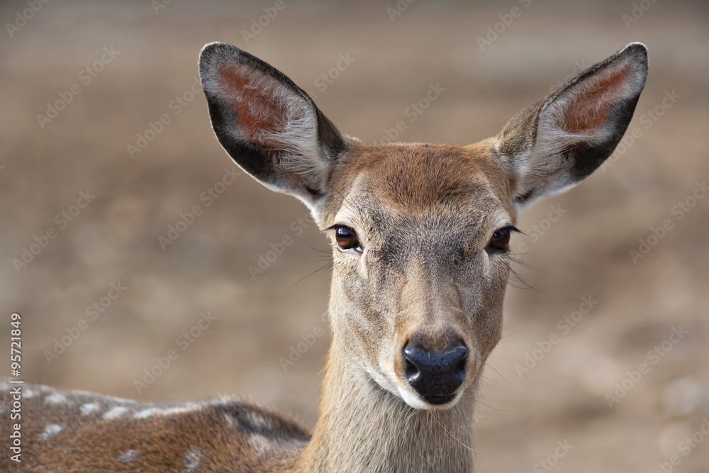 Fototapeta premium Closeup portrait of an axis deer female on blur background. Wild beauty of a dappled beer.