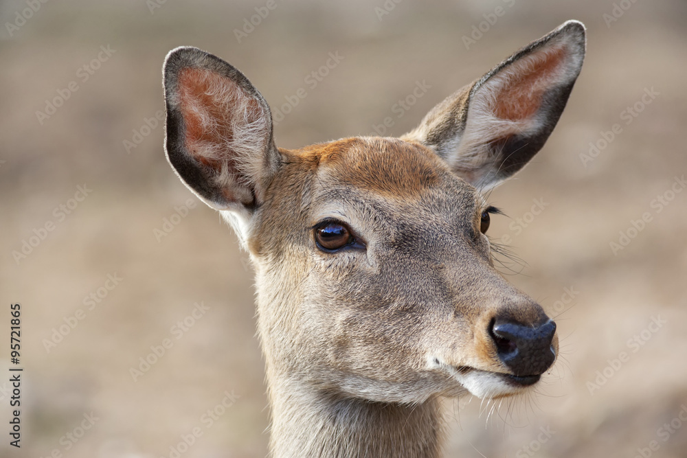 Closeup portrait of an axis deer female on blur background. Wild beauty of a dappled beer. Closeup portrait of an axis deer female on blur background. Wild beauty of a dappled beer.