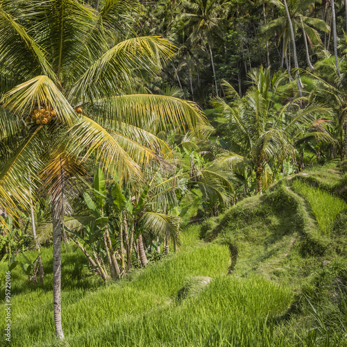 Beautiful green terrace paddy fields on Bali  Indonesia