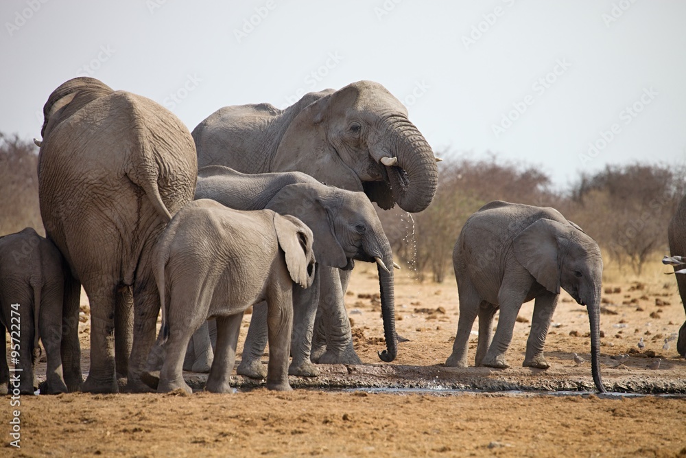 herds of elephants with cubs are pushing at the waterhole, Etosha, Namibia herds of elephants with cubs are pushing at the waterhole, Etosha, Namibia