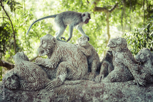 Monkey at Sacred Monkey Forest, Ubud, Bali, Indonesia photo