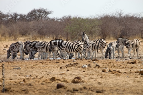 Damara zebra  Equus burchelli  Etosha  Namibia