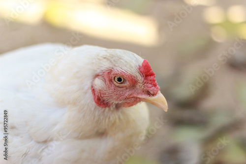white hen © focussy