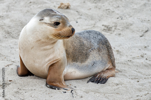 newborn australian sea lion on sandy beach background photo