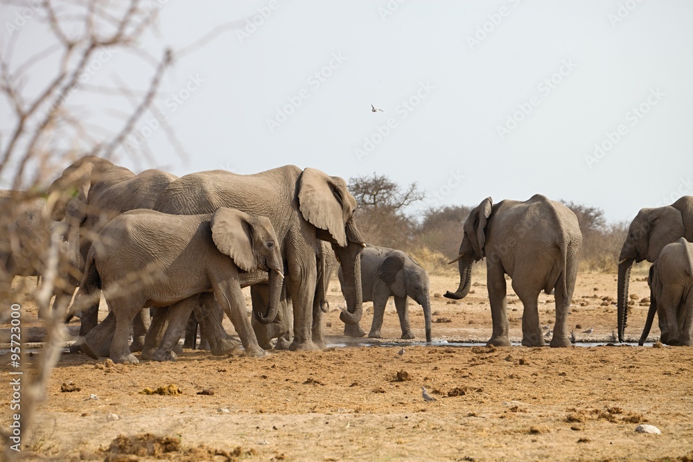 Fototapeta premium herds of elephants with cubs are pushing at the waterhole, Etosha, Namibia