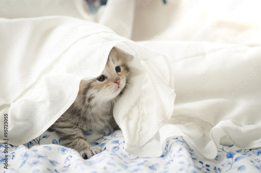 Cute tabby kitten playing under blanket Cute tabby kitten playing under blanket
