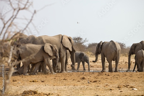 herds of elephants with cubs are pushing at the waterhole, Etosha, Namibia