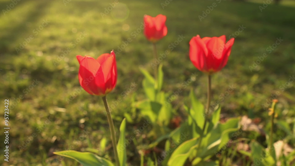Beautiful tulips close up Beautiful tulips close up