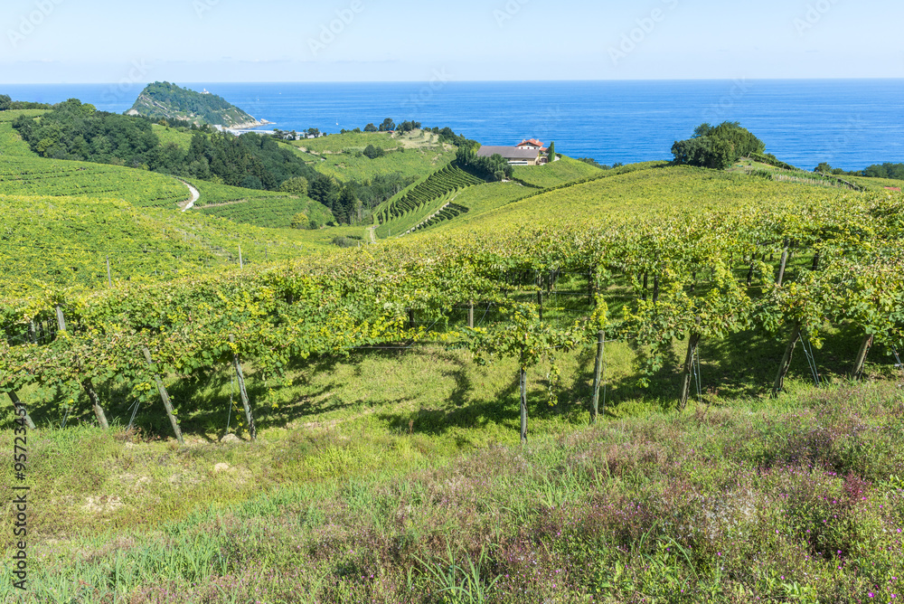 Vineyards and wine cellar with the Cantabrian sea in the background, Getaria (Spain)
