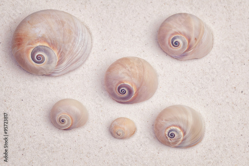 Sea shells on a white sand