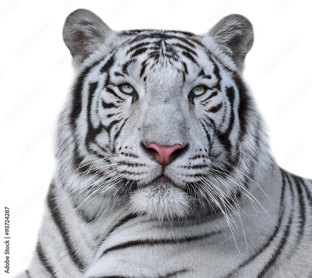 Obraz premium Biały Tygrys Bengalski, na białym tle. Piękny duży kot o niebieskich oczach i różowym nosku. Niebezpieczna i surowa bestia.