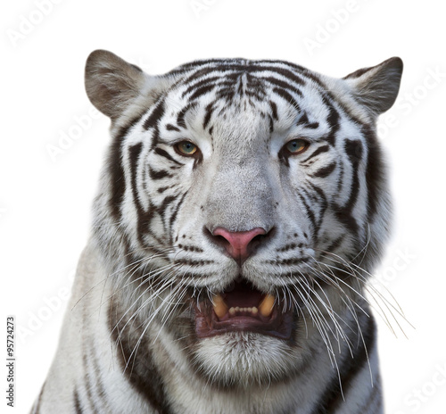 A white bengal tiger with open chaps  isolated on white background. Beautiful big cat with severe look. A dangerous beast with bare fangs.
