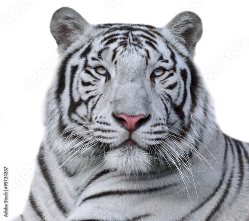 Obraz na plátně White bengal tiger, isolated on white background