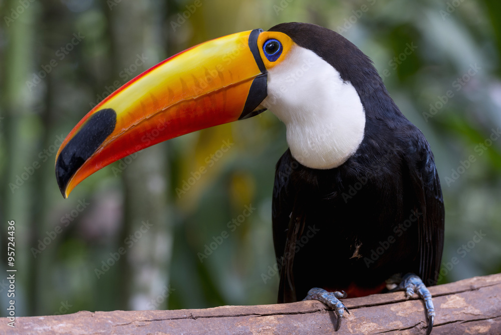 Toucan (Ramphastos Toco) sitting on tree branch in tropical forest or jungle Toucan (Ramphastos Toco) sitting on tree branch in tropical forest or jungle