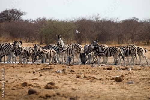 Damara zebra  Equus burchelli  herd goes to watering  Etosha  Namibia