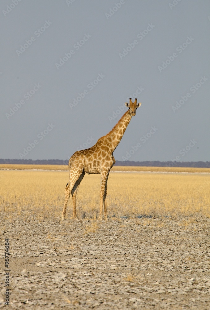 Obraz premium Giraffe, Giraffa camelopardalis, in Etosha National Park, Namibia