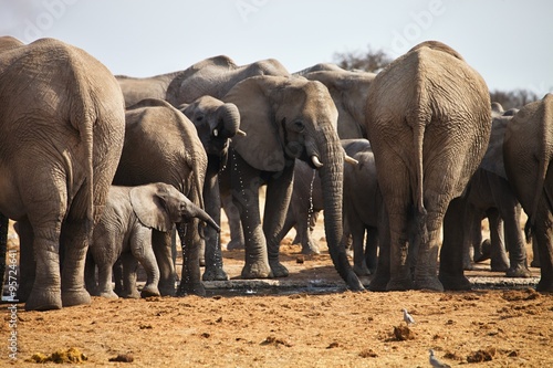 African elephants  Loxodon africana  drinking water at waterhole Etosha  Namibia