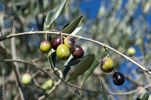 Olive tree and a a close up of olives, ligurian olives the name