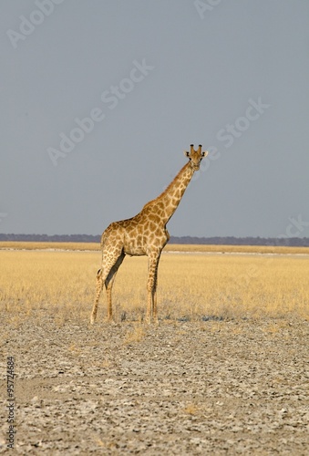 Giraffe  Giraffa camelopardalis  in Etosha National Park  Namibia