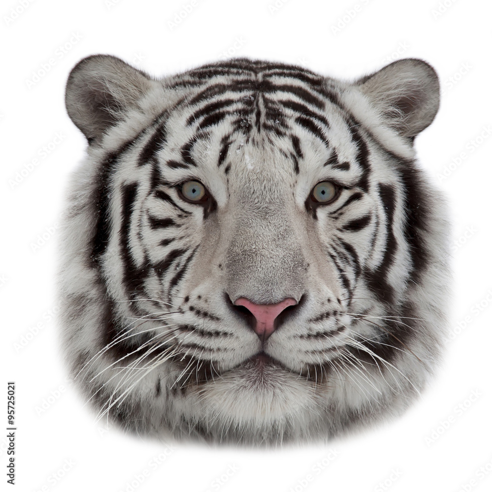 Fototapeta premium Stare of a white bengal tiger in snowflakes. The head of the most dangerous and beautiful beast of the world. Rounded mask of the biggest cat on white background.
