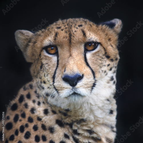 Face portrait of a chetah on black background. Wild beauty of a dangerous beast. Severe big cat with sad eyes.