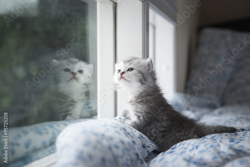 Fototapeta Naklejka Na Ścianę i Meble -   kitten sitting looking out the window
