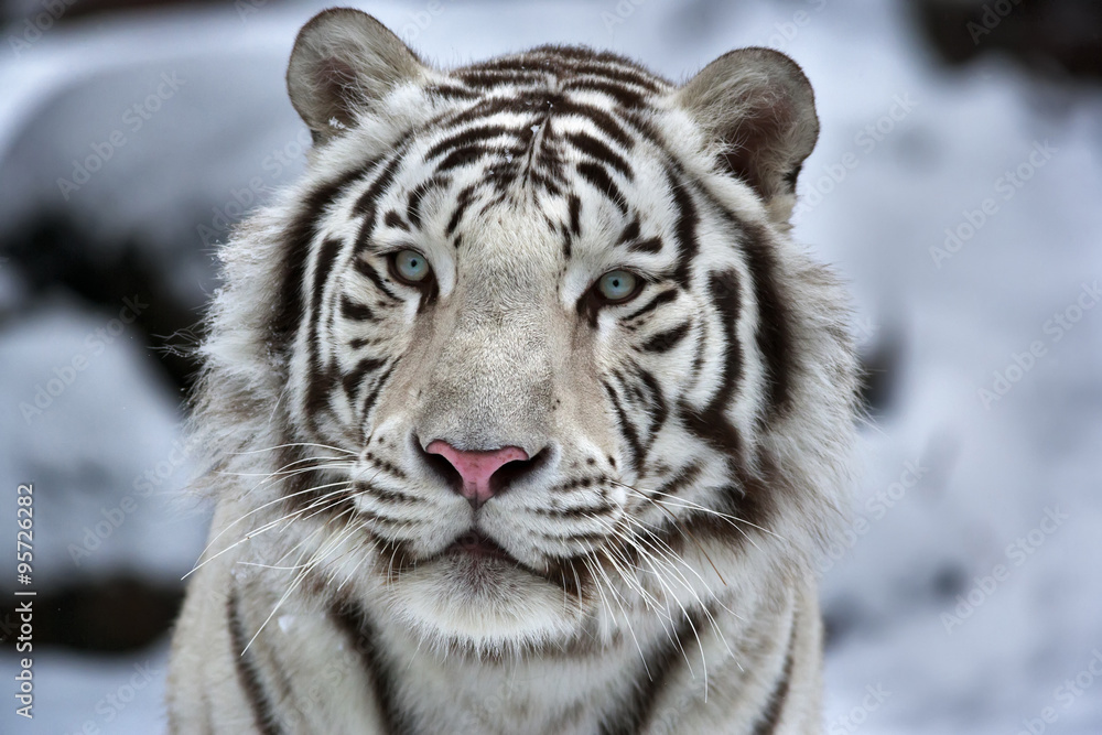 Naklejka premium Glamour portret młodego białego tygrysa bengalskiego