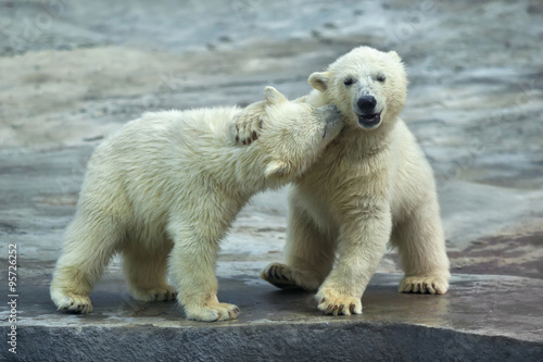 Sibling kiss on the neck of a polar bear baby.
