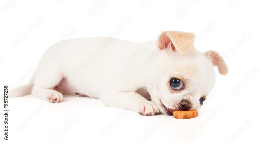 Puppy of Chihuahua eats carrot