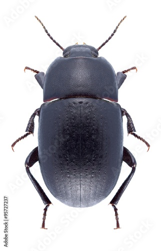 Beetle Pedinus femoralis