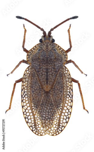Bug Tingis reticulata