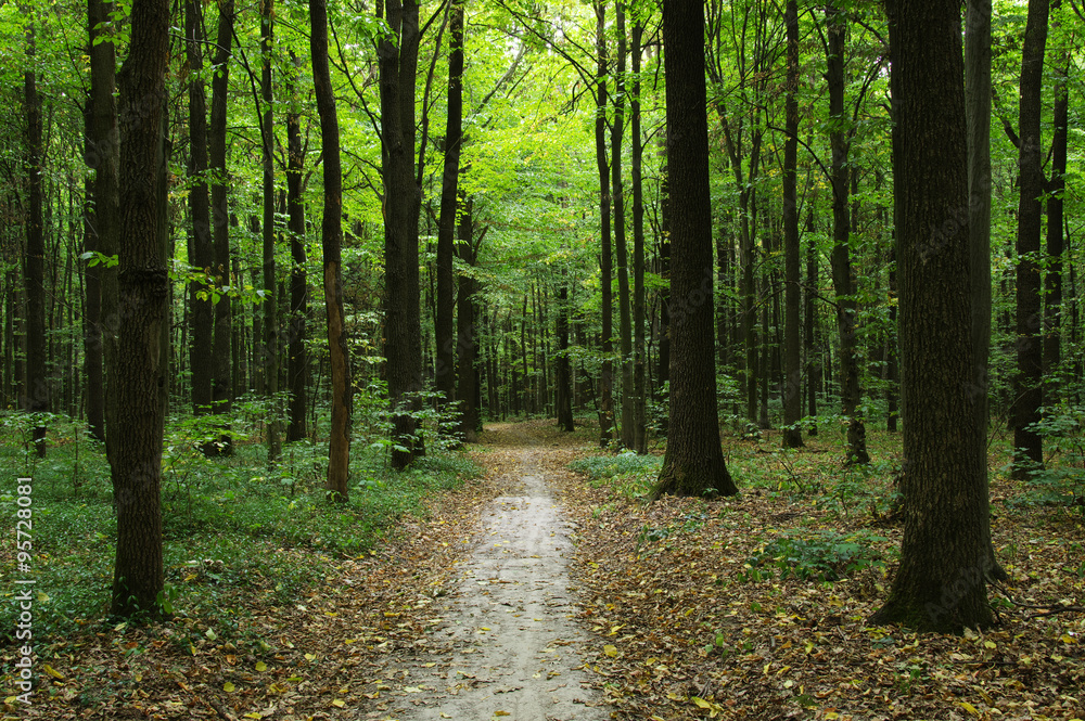 Fototapeta premium Trees