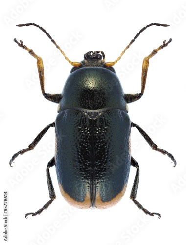 Beetle Cryptocephalus apicalis