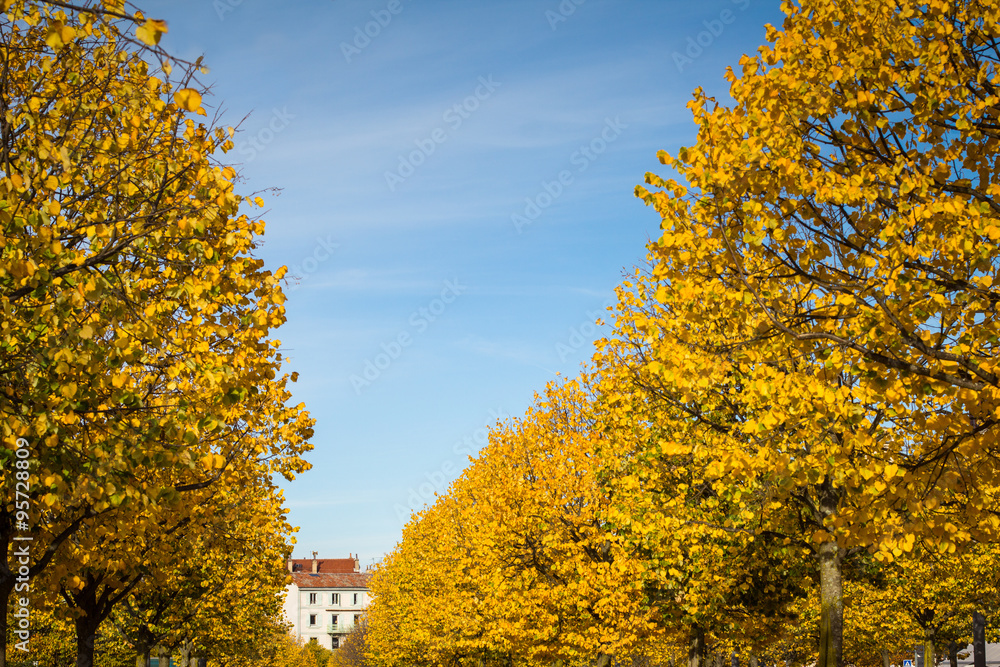 Trees with yellow leaves in park