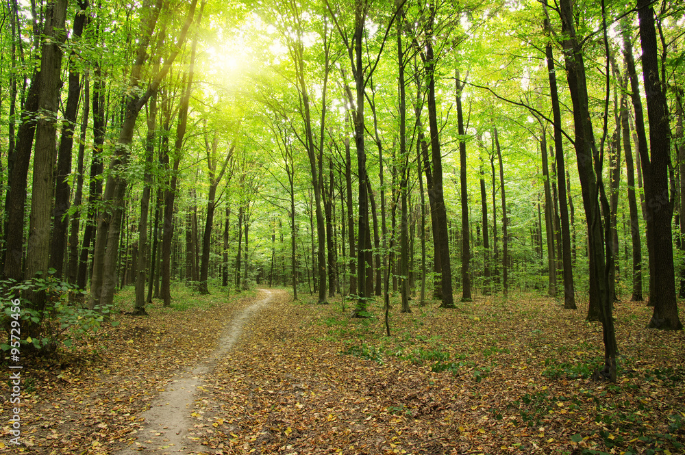 Fototapeta premium Forest with sunlight