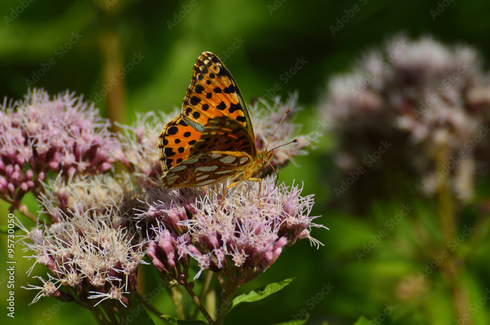 Obraz premium Butterfly