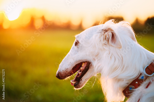 White Russian Dog  Borzoi  Hunting dog in Summer Sunset Sunrise 