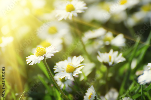 Spring marguerite flower