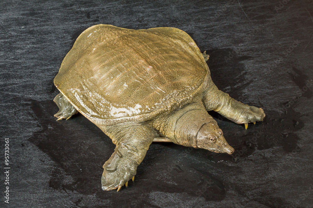 Obraz premium すっぽん 亀の仲間 Terrapin tortoise