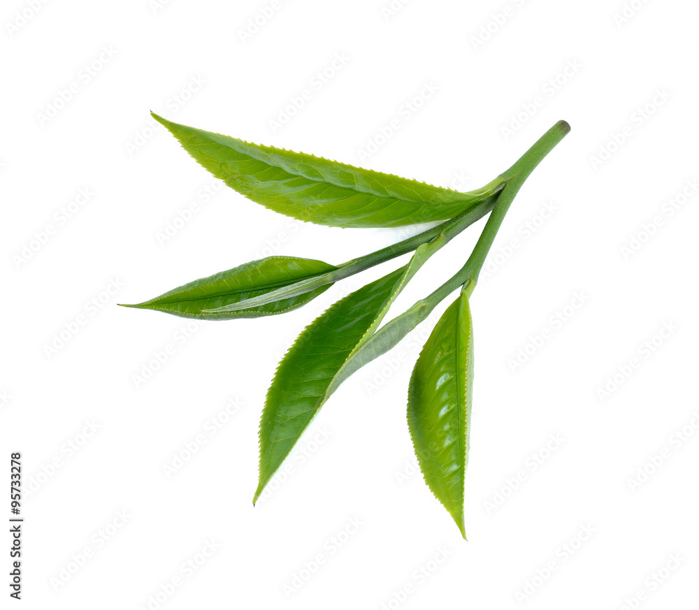 Green tea leaf isolated on white background Green tea leaf isolated on white background