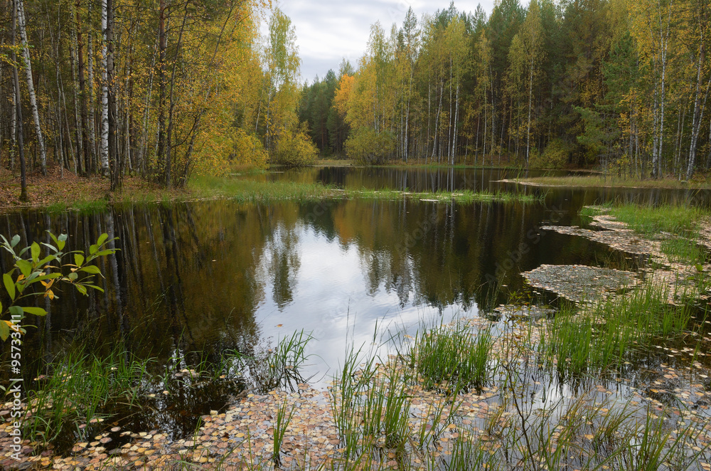 Obraz premium lake, forest, autumn ,marsh river