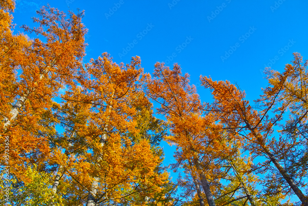 Fototapeta premium 上高地 紅葉したカラマツ林